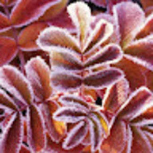 Meet your Posher, Gail